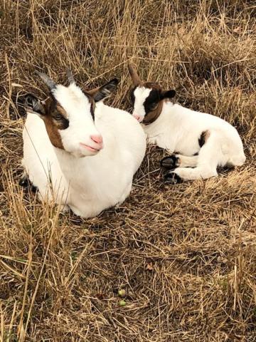 Le Domaine De La Petite Chevre Villa Ploumagoar Екстериор снимка