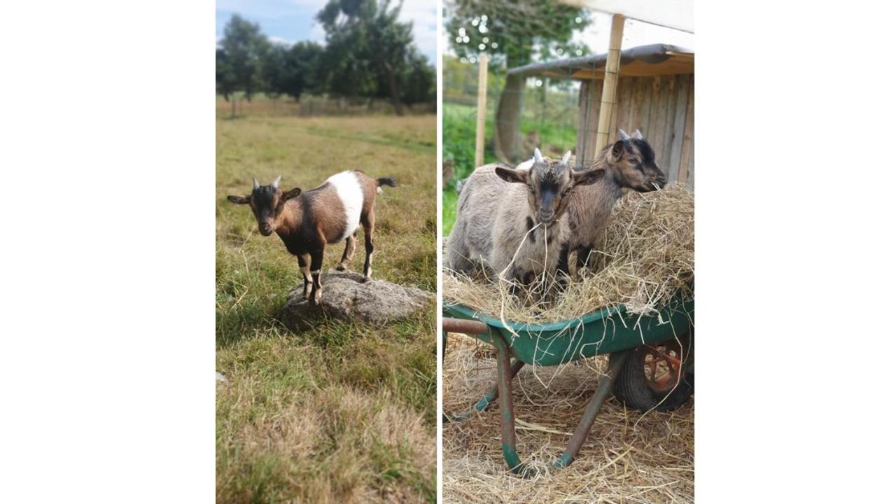 Le Domaine De La Petite Chevre Villa Ploumagoar Екстериор снимка